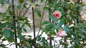 The 'Paul Transon' rose 2