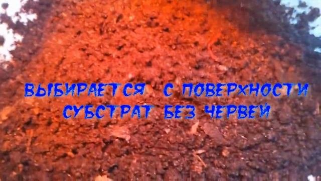 Как из Старателя сделать Чёрного Принца