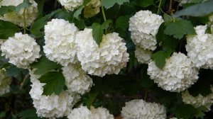 Калина бульденеж (Boule de Neige ) в ландшафтном дизайне.#калина, #калинаБульдонеж, #Бульдонеж,#сад