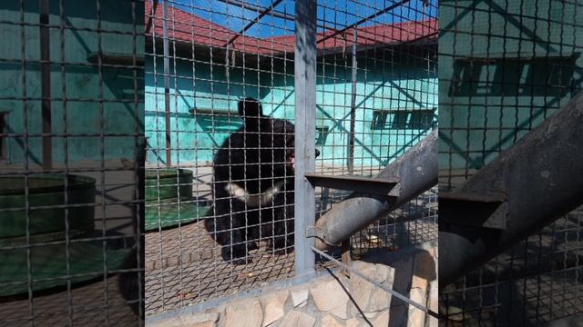 ПАРК ЛЬВОВ ТАЙГАН смотреть онлайн