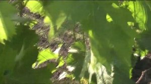 Пасынки на винограде что с ними делать - подробно