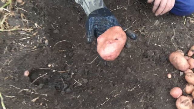 Сорт картофеля Кумач в нашем питомнике! смотреть онлайн
