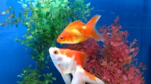 Золотая рыбка Риукин Содержания и уход!