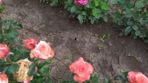 ГУД ЛАЙФ (Good Life, Cocircus), Anne G. Cocker Шотландия, 1999 г.  Чайно-гибридные (Hybrid Tea)