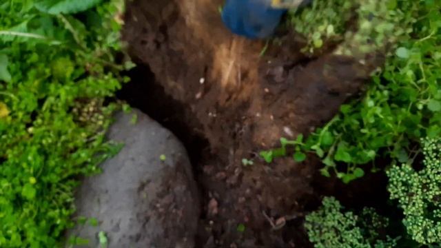 Вероника нитевидная. Заполонила всю клумбу!