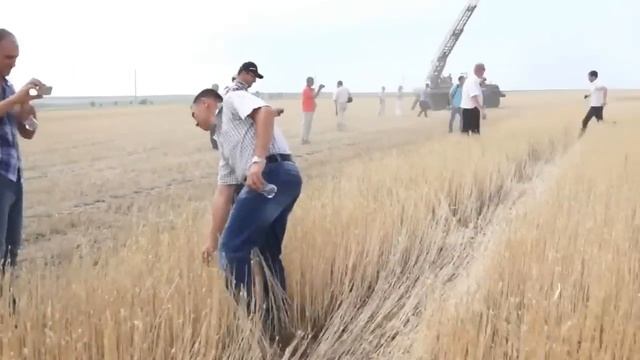 Уборка пшеницы комбайном с очесывающей жаткой смотреть онлайн