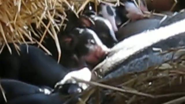 Berkshire Sow "Petunia" and her 8 new piglets смотреть онлайн