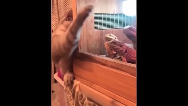 Funniest Animals - Best Of The 2021 Funny Animal Videos #41