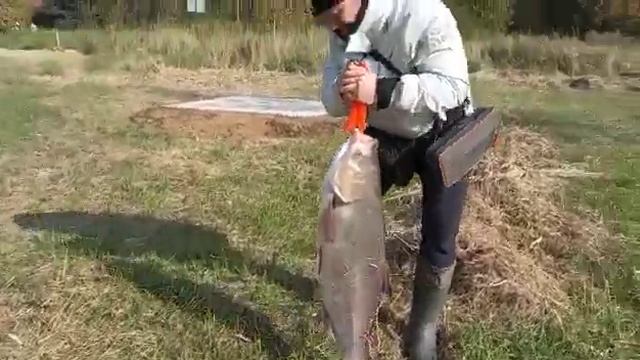 Толстолобик на 13 кг. смотреть онлайн