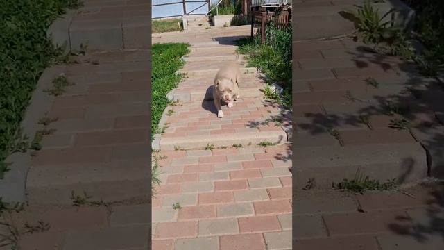 Породистая Киса ждет своих хозяев🐈🐕правда она не совсем киса… смотреть онлайн