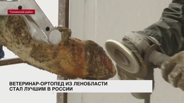 Ветеринар-ортопед из Ленобласти стал лучшим в России