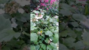 37. Заготовка цветов калины для травяного чая, отвара, настоя.
#заготовкацветовкалины #пользакалины