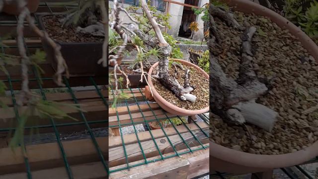 працюємо з бруньками та свічками она соснах. доповнення смотреть онлайн