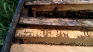 Входим в медосбор