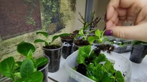Результат черенкования крупнолистной гортензии 🌿 Первая подкормка черенков метельчатой гортени 🌿🌿