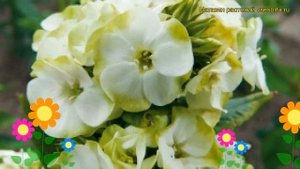 Флокс метельчатый Грин Экспектейшнс. Краткий обзор, описание phlox paniculata Green Expectations