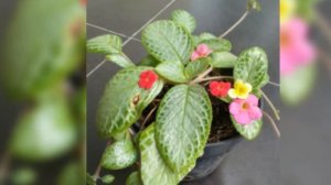 Episcia comet diamond ( hybrid kebun antani)