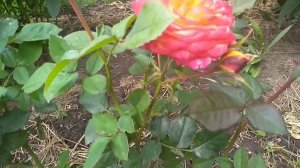 КАК ЦВЕТЕТ РОЗА ПЭТ ОСТИН.