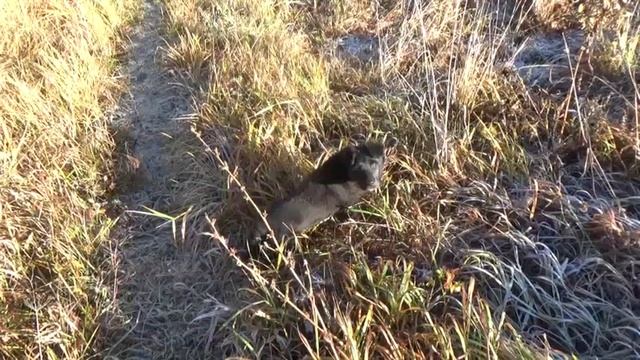 Щенок на природе.  Очень красивая музыка. Puppy in nature. Very beautiful music.