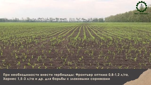 4. Технология возделывания кукурузы, часть 1