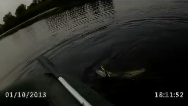 А псу щуки так надоели,что у него стали сдавать нервы. смотреть онлайн