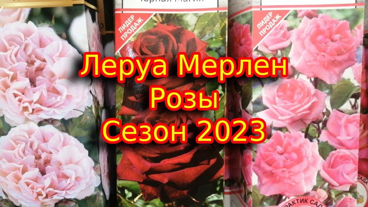 Леруа Мерлен. Розы, март 2023 год