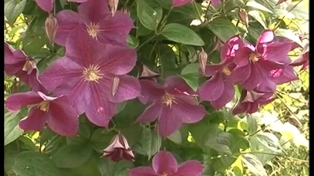 Очаровательные клематисы