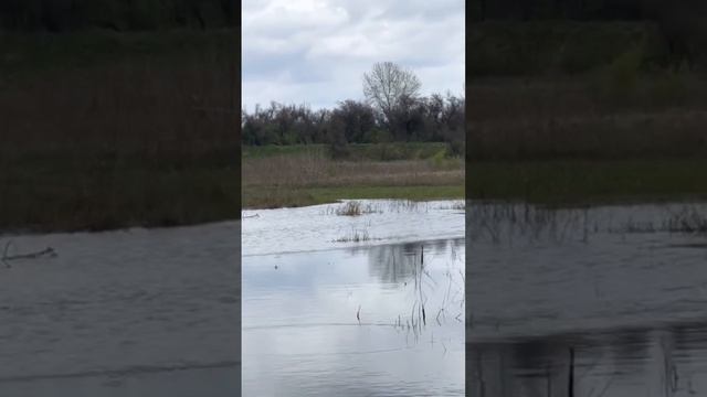 Fish spawning in shallow water / Нерест рыбы на мелководье смотреть онлайн
