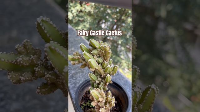 The Magical Fairy Castle Cactus | Cactus Species #cactus #succulent