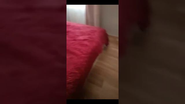 Сдаю квартиру на длительный срок. Собственник. 9.000 т + вся коммуналка. Новосибирск, с. Берёзовка. смотреть онлайн