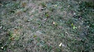 Померанский шпиц БРЮЛИК!!!Pomeranian BRYULIK!!!