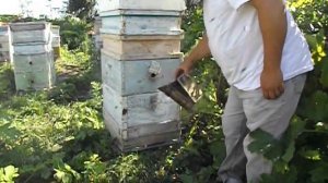 выход роя с неплодной маткой и возвращение роя в свой улей ( обновление 6.07.2014 ) - часть 1