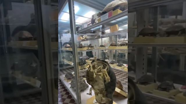 Зоологический музей ЗИН РАН, Питер август 2022 смотреть онлайн