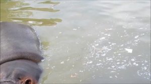 Мой фильм.wlmp.mp4      Бегемот !!!