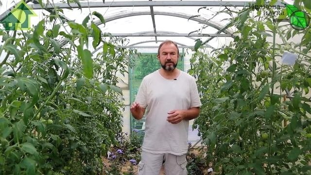 КАК ОБОЙТИСЬ БЕЗ ПОДКОРМОК! Что будет, если растить урожай без подкормок. Самый простой вариант.
