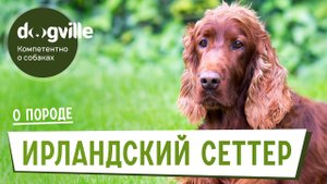 Ирландский сеттер - О породе - Как выбрать щенка?