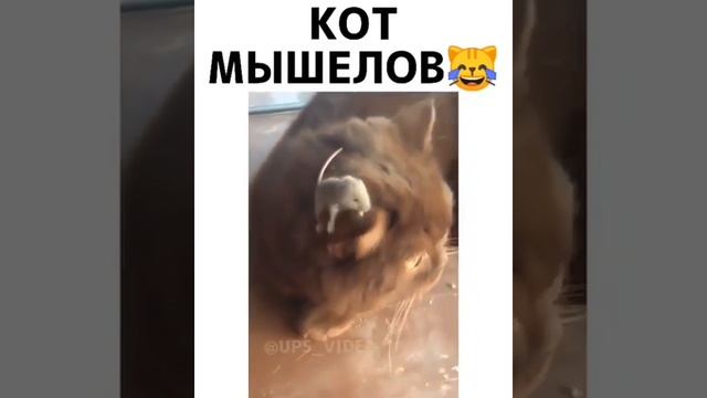 Кот "мышелов"