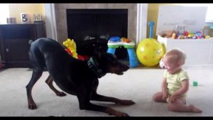 Они оставили добермана наедине с ребенком. Через пару минут произошло невероятное!