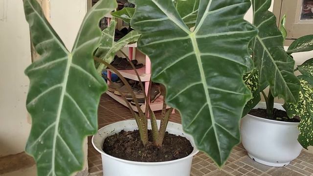 Tanaman Hias Alocasia Amazonica смотреть онлайн