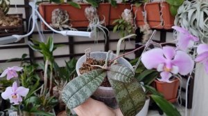 PHALAENOPSIS SCHILLERIANA - обзор цветения, описание, уход