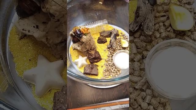 Мадагаскарские тараканы. Новый питомец. смотреть онлайн