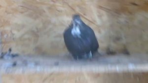 Мелитопольские голуби Дмитрия Колбасова. Обзор постройки гонной голубятни и  чердачка.