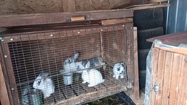 Чуда не случилось