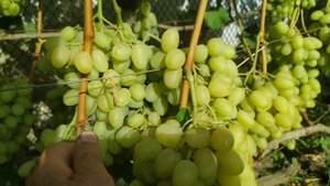 Виноград Ландыш на винограднике Лисовенко