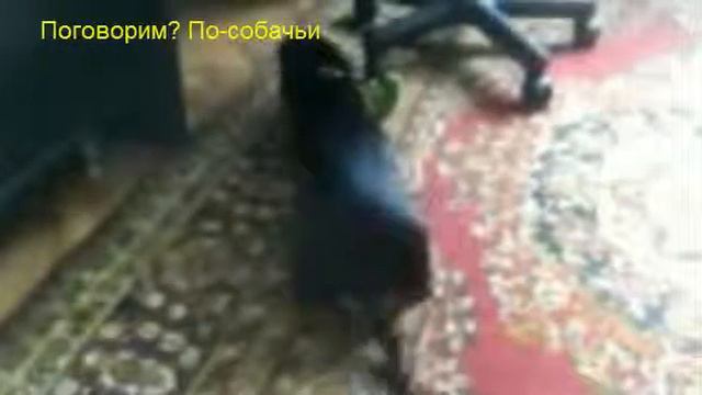 Поговорим по собачьи смотреть онлайн