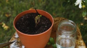 Propagating Gardenia - The Easy Method