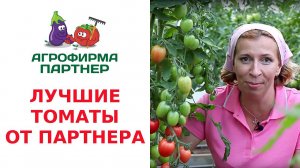 ЛУЧШИЕ ТОМАТЫ ОТ ПАРТНЕРА