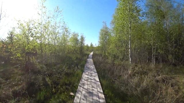 Ольманские болота, тропа от озера