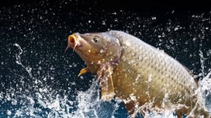 Рыболовная леска Carp Line для ловли карповых пород