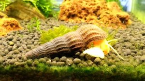 Улитка Оранжевый кролик.